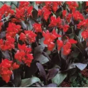 Canna Lily Cannova Bronze Scarlet Live Plant – 4.5 inch Pot – Outdoor Flowering - Image 5