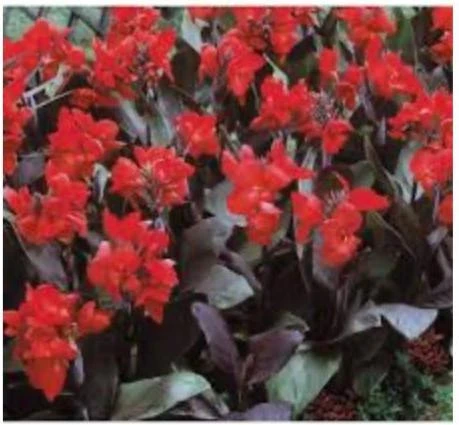 Canna Lily Cannova Bronze Scarlet Live Plant – 4.5 inch Pot – Outdoor Flowering - Image 5