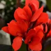 Canna Lily Cannova Bronze Scarlet Live Plant – 4.5 inch Pot – Outdoor Flowering - Image 1