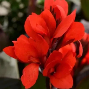 Canna Lily Cannova Bronze Scarlet Live Plant – 4.5 inch Pot – Outdoor Flowering - Image 1