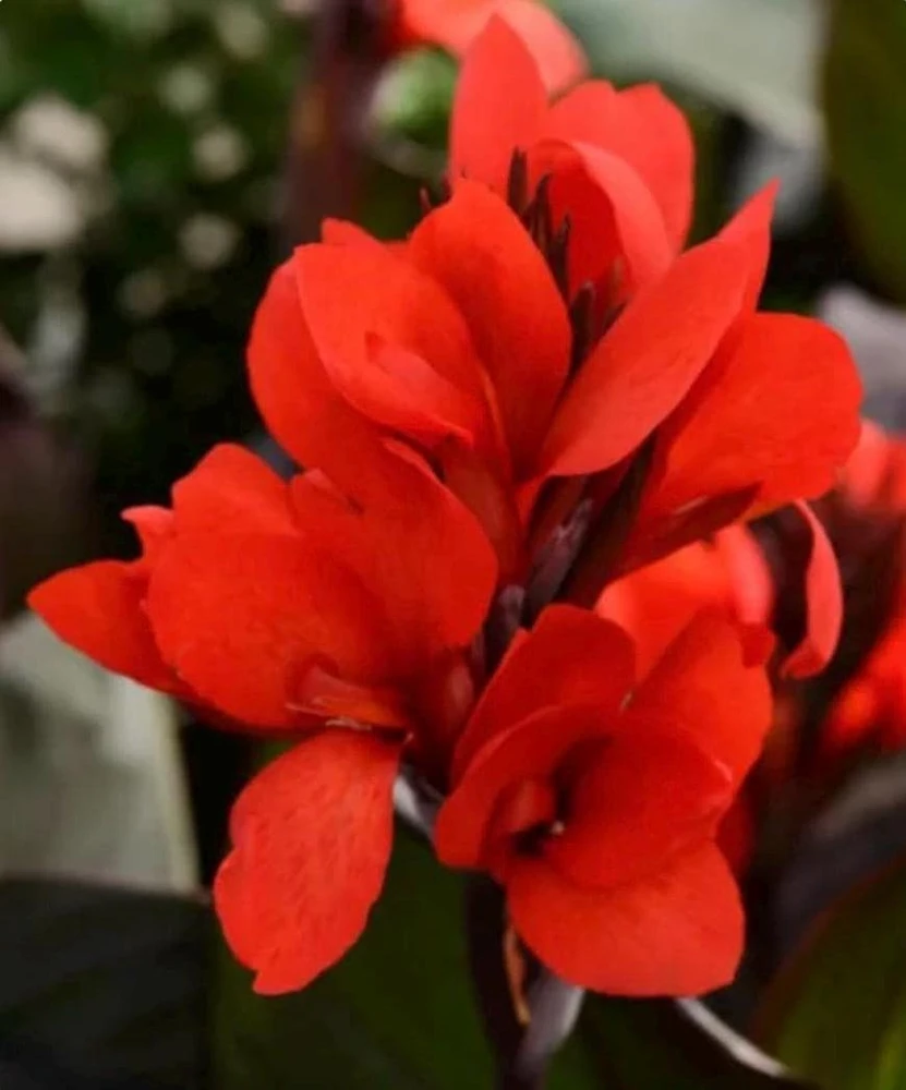 Canna Lily Cannova Bronze Scarlet Live Plant – 4.5 inch Pot – Outdoor Flowering - Image 1