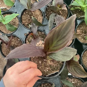 Canna Lily Cannova Bronze Scarlet Live Plant – 4.5 inch Pot – Outdoor Flowering - Image 6