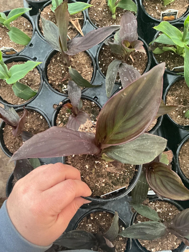 Canna Lily Cannova Bronze Scarlet Live Plant – 4.5 inch Pot – Outdoor Flowering - Image 6
