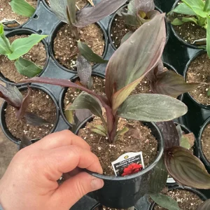 Canna Lily Cannova Bronze Scarlet Live Plant – 4.5 inch Pot – Outdoor Flowering - Image 7