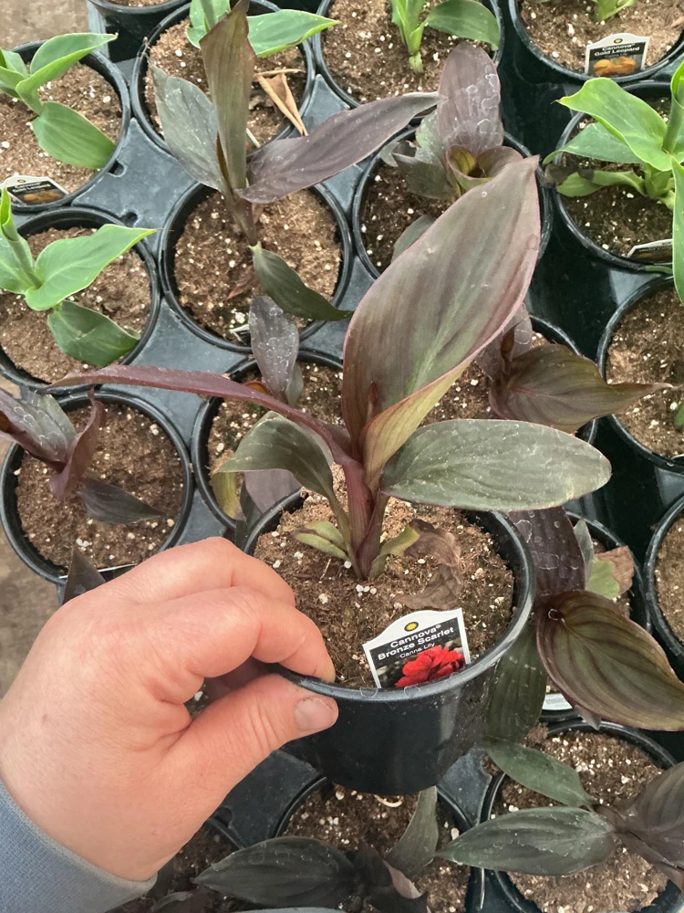 Canna Lily Cannova Bronze Scarlet Live Plant – 4.5 inch Pot – Outdoor Flowering - Image 7
