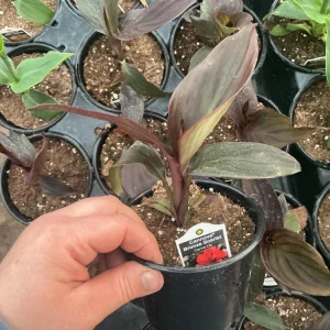 Canna Lily Cannova Bronze Scarlet Live Plant – 4.5 inch Pot – Outdoor Flowering - Image 8