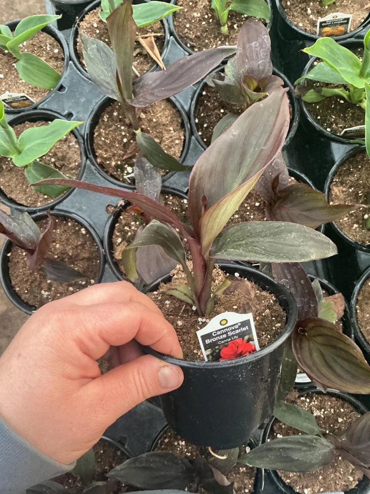 Canna Lily Cannova Bronze Scarlet Live Plant – 4.5 inch Pot – Outdoor Flowering - Image 8