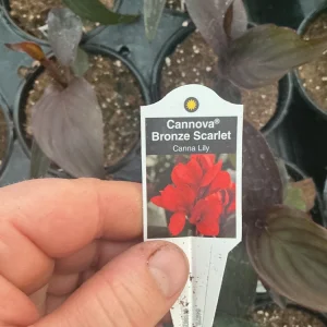 Canna Lily Cannova Bronze Scarlet Live Plant – 4.5 inch Pot – Outdoor Flowering - Image 9