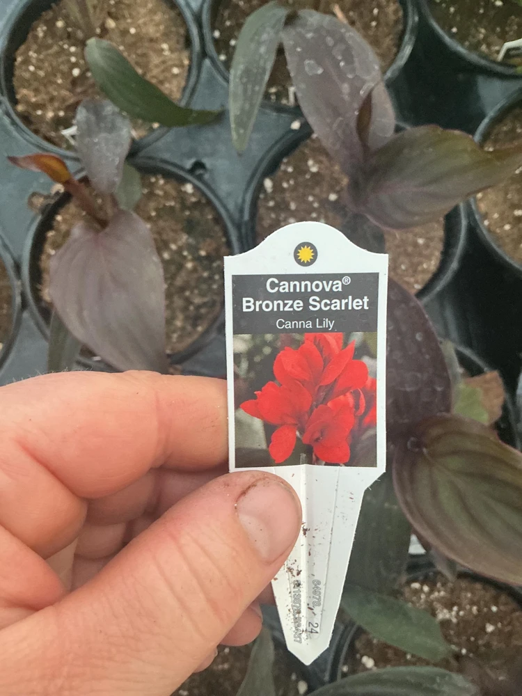 Canna Lily Cannova Bronze Scarlet Live Plant – 4.5 inch Pot – Outdoor Flowering - Image 9