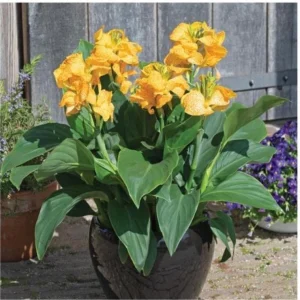 Canna Lily Cannova Gold Leopard Live Plant – 4.5 inch Pot – Outdoor Tropical - Image 2