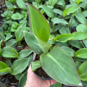 Canna Lily Cannova Gold Leopard Live Plant – 4.5 inch Pot – Outdoor Tropical - Image 3