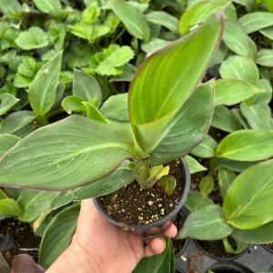 Canna Lily Cannova Gold Leopard Live Plant – 4.5 inch Pot – Outdoor Tropical - Image 4
