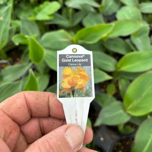 Canna Lily Cannova Gold Leopard Live Plant – 4.5 inch Pot – Outdoor Tropical - Image 6