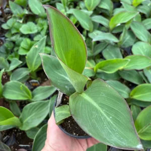 Canna Lily Cannova Gold Leopard Live Plant – 4.5