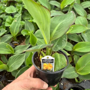 Canna Lily Cannova Gold Leopard Live Plant – 4.5
