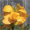 Canna Lily Cannova Gold Leopard Live Plant – 4.5" Pot – Outdoor Tropical Flower - Image 1