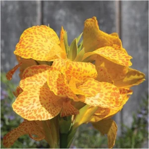 Canna Lily Cannova Gold Leopard Live Plant – 4.5