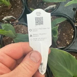 Cannova Orange Shades Canna Live Plant - 4.5 inch Pot - Outdoor Tropical - Image 10