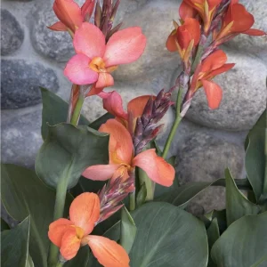 Cannova Orange Shades Canna Live Plant - 4.5 inch Pot - Outdoor Tropical - Image 2