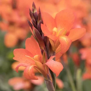 Cannova Orange Shades Canna Live Plant - 4.5 inch Pot - Outdoor Tropical - Image 3