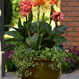 Cannova Orange Shades Canna Live Plant - 4.5 inch Pot - Outdoor Tropical - Image 4