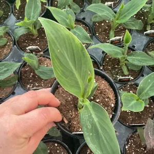Cannova Orange Shades Canna Live Plant - 4.5 inch Pot - Outdoor Tropical - Image 5