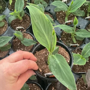 Cannova Orange Shades Canna Live Plant - 4.5 inch Pot - Outdoor Tropical - Image 6
