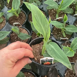 Cannova Orange Shades Canna Live Plant - 4.5 inch Pot - Outdoor Tropical - Image 7