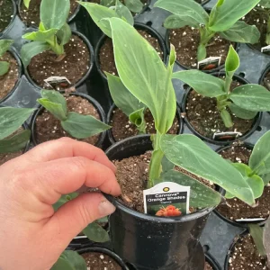 Cannova Orange Shades Canna Live Plant - 4.5 inch Pot - Outdoor Tropical - Image 8