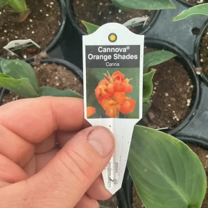 Cannova Orange Shades Canna Live Plant - 4.5 inch Pot - Outdoor Tropical - Image 9