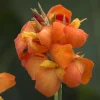 Cannova Orange Shades Canna Live Plant - 4.5 inch Pot - Outdoor Tropical - Image 1