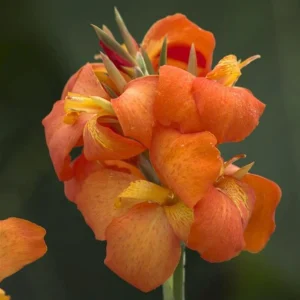 Cannova Orange Shades Canna Live Plant - 4.5 inch Pot - Outdoor Tropical - Image 1