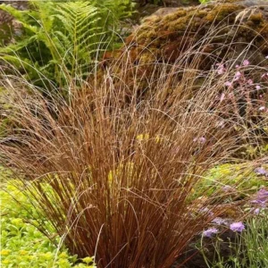 Carex Colorgrass Red Rooster Live Plant - Ornamental Grass - 4.5" Pot - Image 1