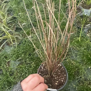 Carex Colorgrass Red Rooster Live Plant - Ornamental Grass - 4.5