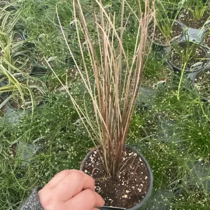 Carex Colorgrass Red Rooster Live Plant - Ornamental Grass - 4.5
