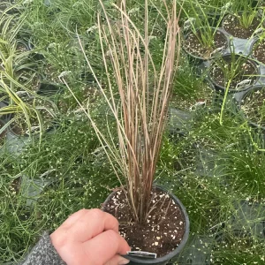 Carex Colorgrass Red Rooster Live Plant - Ornamental Grass - 4.5
