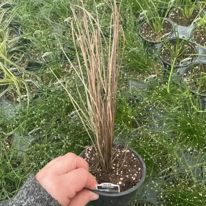 Carex Colorgrass Red Rooster Live Plant - Ornamental Grass - 4.5