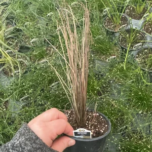 Carex Colorgrass Red Rooster Live Plant - Ornamental Grass - 4.5