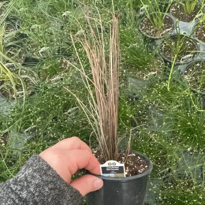 Carex Colorgrass Red Rooster Live Plant - Ornamental Grass - 4.5