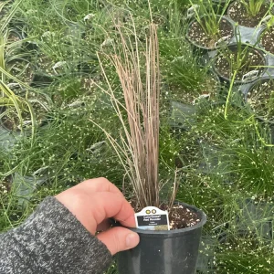 Carex Colorgrass Red Rooster Live Plant - Ornamental Grass - 4.5