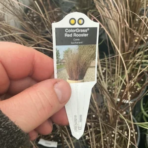 Carex Colorgrass Red Rooster Live Plant - Ornamental Grass - 4.5