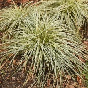 Carex Feather Falls Live Plant – Ornamental Grass – 4.5 inch Pot – Outdoor - Image 2
