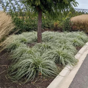 Carex Feather Falls Live Plant – Ornamental Grass – 4.5 inch Pot – Outdoor - Image 3