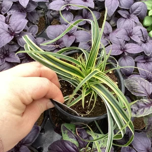 Carex Feather Falls Live Plant – Ornamental Grass – 4.5 inch Pot – Outdoor - Image 4
