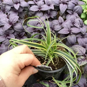 Carex Feather Falls Live Plant – Ornamental Grass – 4.5 inch Pot – Outdoor - Image 5