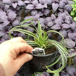 Carex Feather Falls Live Plant – Ornamental Grass – 4.5 inch Pot – Outdoor - Image 6
