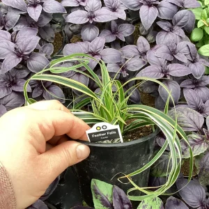 Carex Feather Falls Live Plant – Ornamental Grass – 4.5 inch Pot – Outdoor - Image 7