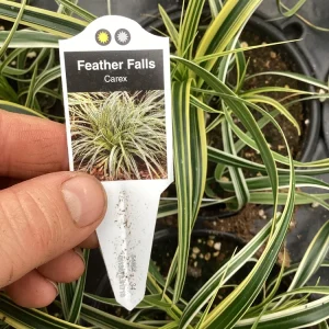 Carex Feather Falls Live Plant – Ornamental Grass – 4.5 inch Pot – Outdoor - Image 8