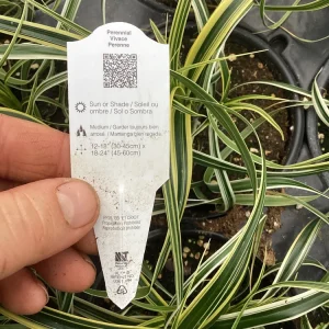Carex Feather Falls Live Plant – Ornamental Grass – 4.5 inch Pot – Outdoor - Image 9