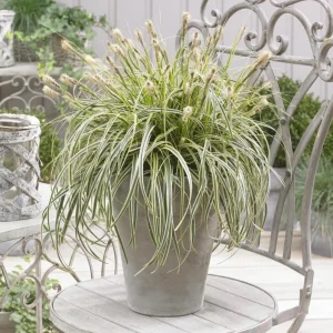 Carex Feather Falls Live Plant – Ornamental Grass – 4.5 inch Pot – Outdoor - Image 1